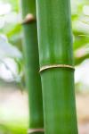 Bamboo Detail