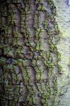 Bark Tree - Background