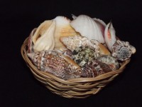 Basket Of Sea Shells