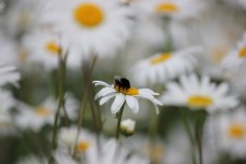 Bee On A Daisy