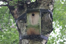 Bird Box In A Tree