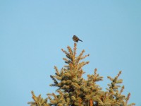 Bird On A Tree Top
