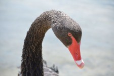 Black Swan Portrait