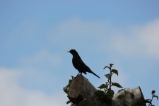Blackbird On A Tree Top