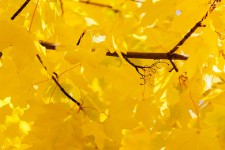 Bright Yellow Leaves
