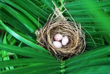 Bulbul's Nest And Eggs