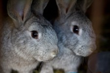 Bunny Rabbits