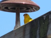 Canary In The Shade