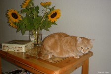 Cat With Sunflowers