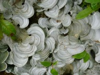 Cloud Forest Fungi