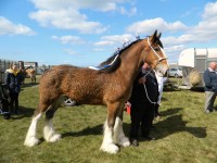 Clydesdale Horse