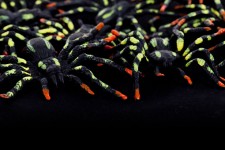 Colorful Spiders