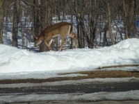 Deer Crossing The Road