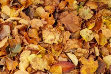 Dry Autumn Leaves Texture