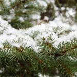 Evergreen Branch In The Snow