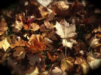 Fallen Leaves Still Life