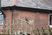 Female Blackbird On Fence