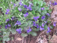 Violets In Spring