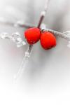 Frosty Red Berries