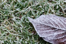 Frozen Leaf On Grass