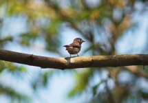 Goa Small Bird