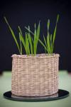 Grass In The Pot