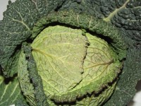 Green Leafy Cabbage (02)