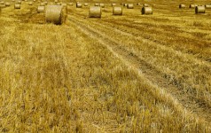 Harvested Field With Straw