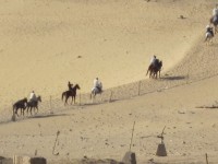 Horses In Giza Desert