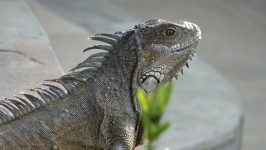 Iguanas In Ecuador