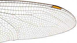 Insect Wing Structure