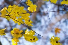 Autumn - Leaves