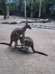 Kangaroo And Joey