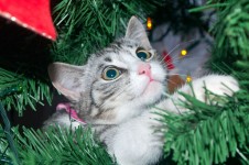 Cat On The Tree 1