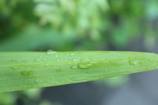 Long Leaf With Water Drops