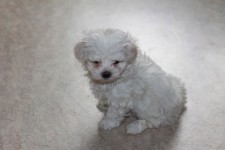 Maltese Pup