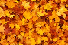 Maple Leaves Background