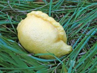 Mohawk Lemon