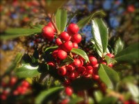 Morning Holly Berries