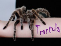 Mr. Tarantula