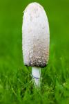 Mushroom On Grass