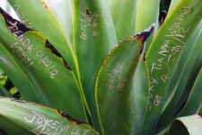 Names On Leaves