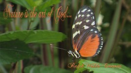 Nature Quote With Butterfly