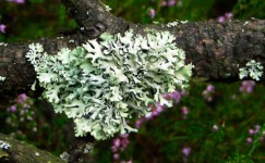 Nordic Tree Lichen