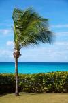 Palm Tree On Coast