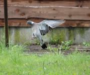 Pigeon Landing