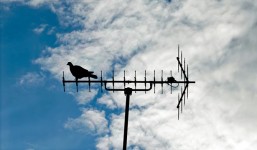 Pigeon On The Antenna