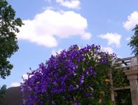 Purple Clematis And Sky