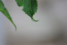 Rain Droplet On A Leaf