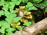 Rainbow Fungi And Clover